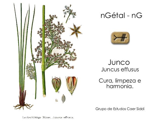 13 Junco Cani o nG tal Reed NG Templo De Avalon Caer Siddi 13-junco-cani-o-ng-tal-reed-ng-templo-de-avalon-caer-siddi