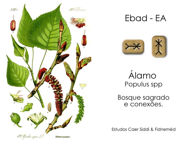 Aicme Forfeda
